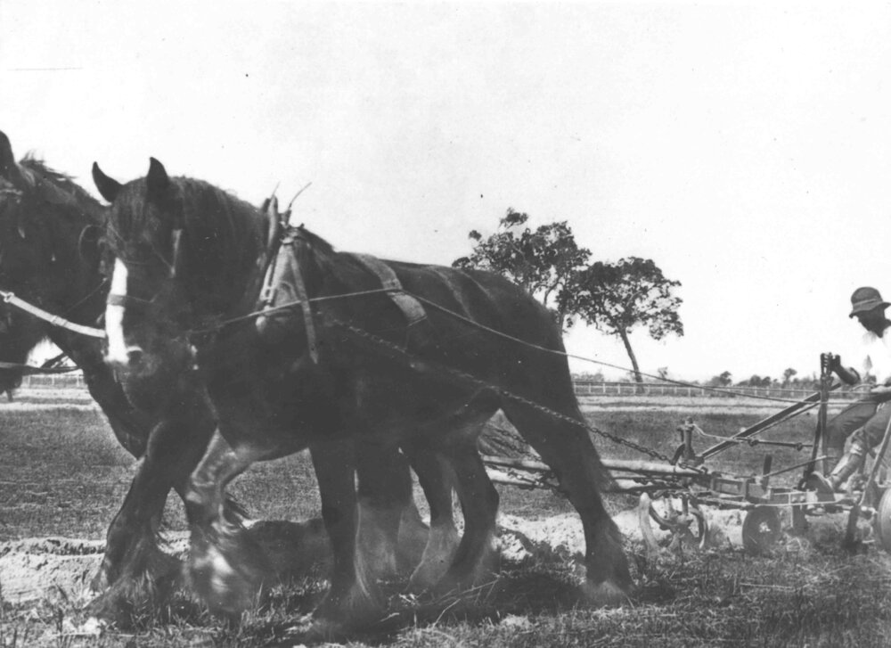 Student ploughing with a three horse team using a double furrow plough [Hawkesbury Agricultural College (HAC)]