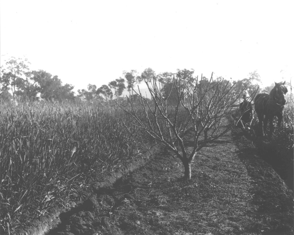 Student ploughing in a green manure crop of barley between a row of deciduous fruit trees [Hawkesbury Agricultural College (HAC)]