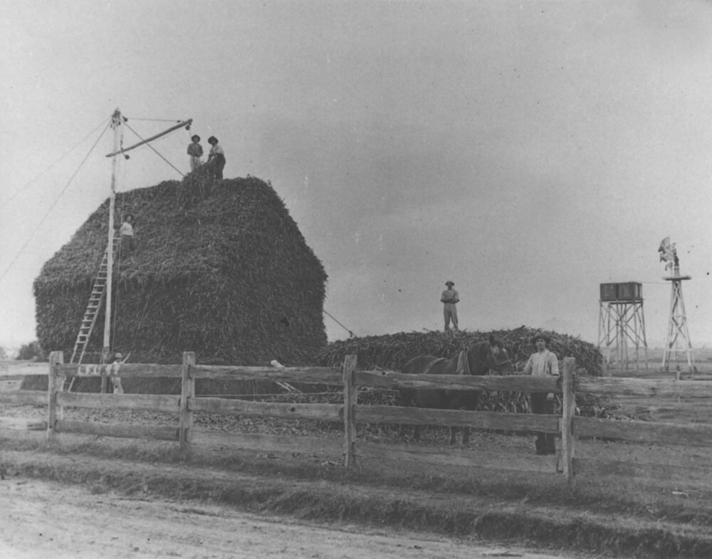Students building an open silage (hay) stack from maize [Hawkesbury Agricultural College (HAC)]