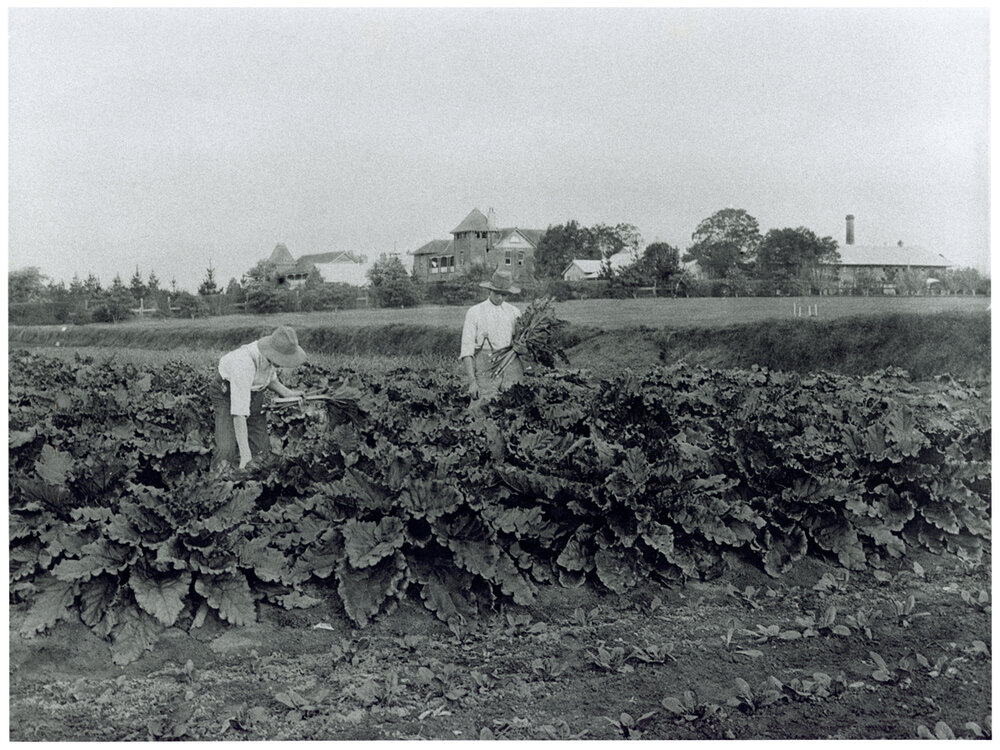 Students picking rhubarb [Hawkesbury Agricultural College (HAC)]