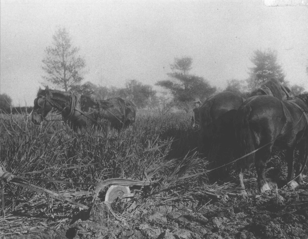 Students ploughing in green manure crop of barley in orchard - one and two horse teams [Hawkesbury Agricultural College (HAC)]