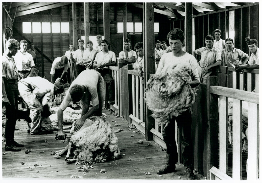 Shearing Shed (interior) - Students shearing sheep with hand (blade) shears [Hawkesbury Agricultural College (HAC)]