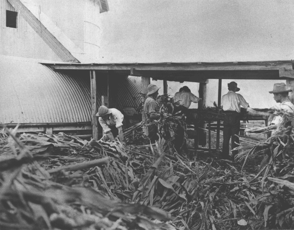 Students under instruction chaffing a crop of maize for tower silos near dairy [Hawkesbury Agricultural College (HAC)]