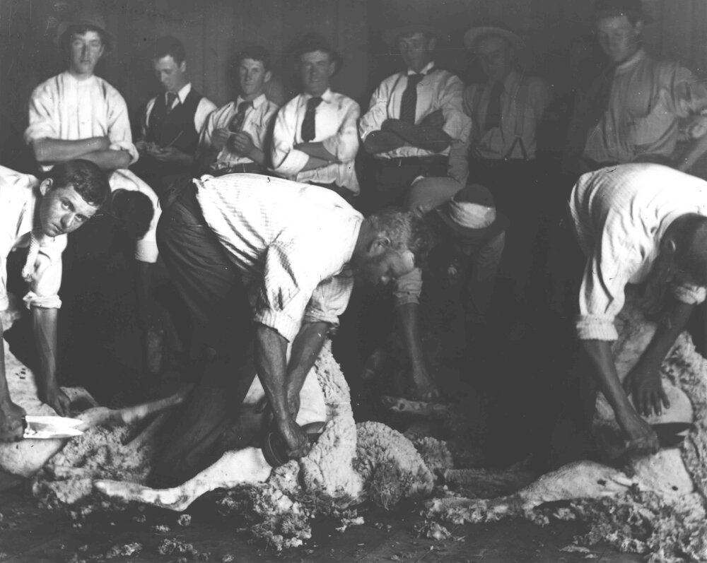 Shearing Shed (interior) - Students watching a demonstration of shearing sheep with hand (blade) shears [Hawkesbury Agricultural College (HAC)]