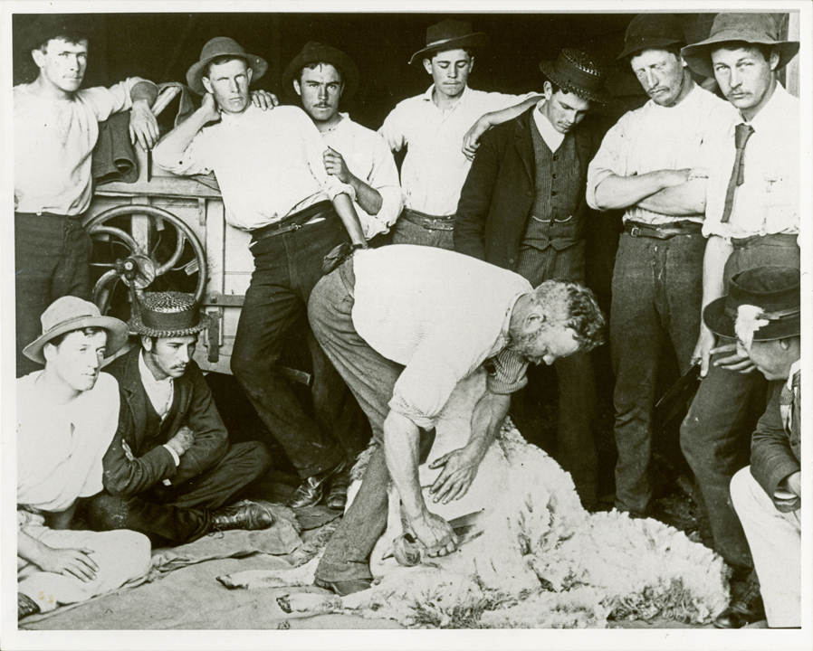 Shearing Shed (interior) - Students watching a demonstration of shearing sheep with hand (blade) shears [Hawkesbury Agricultural College (HAC)]