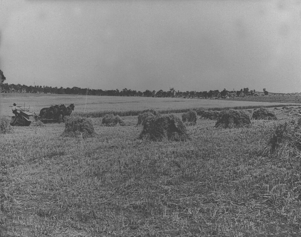 Three-horse team drawing a reaper &amp; binder [Hawkesbury Agricultural College (HAC)]