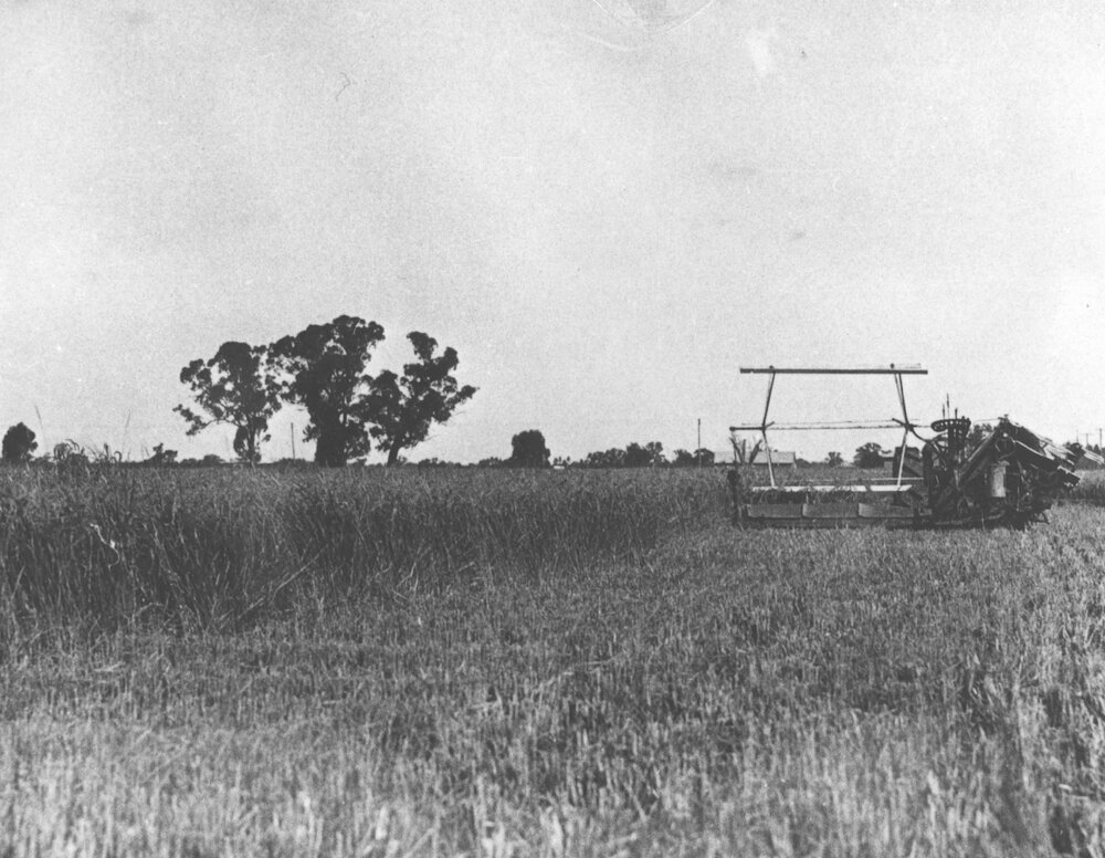 Tractor with reaper and binder standing in a crop [Hawkesbury Agricultural College (HAC)]