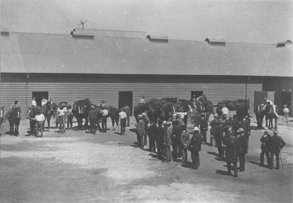 Stable Square - Visitors looking at horses brought out from their stables by students [Hawkesbury Agricultural College (HAC)]
