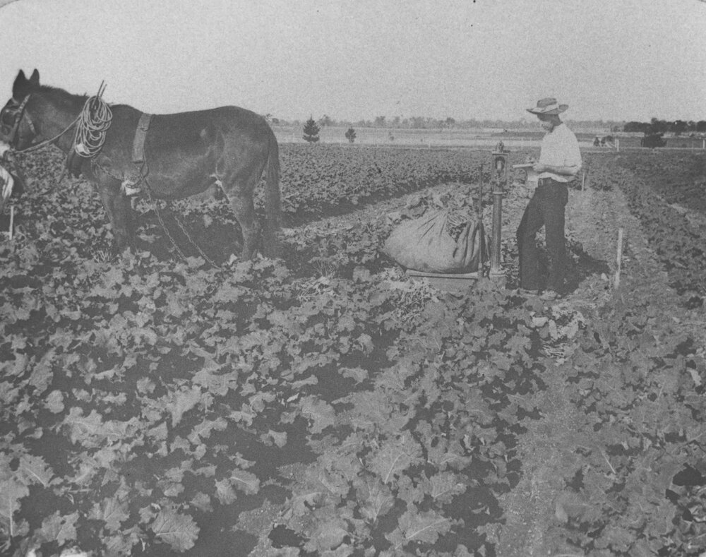 Experimental Plots: Weighing a crop of turnips in comparative experiments at the College Farm [Hawkesbury Agricultural College (HAC)]