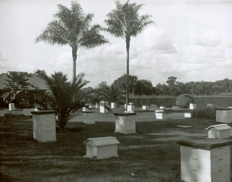 Apiary and hives - Building on left (Print 1 of 2) [Hawkesbury Agricultural College (HAC)]