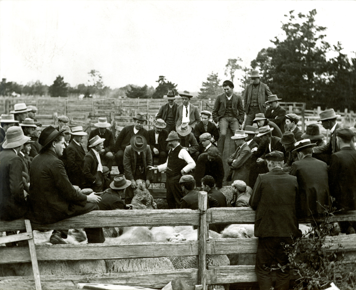Winter School for Farmers, 1909 - Farmer students at sheep holding yards watching a demonstration of sheep classing [Hawkesbury Agricultural College (HAC)]