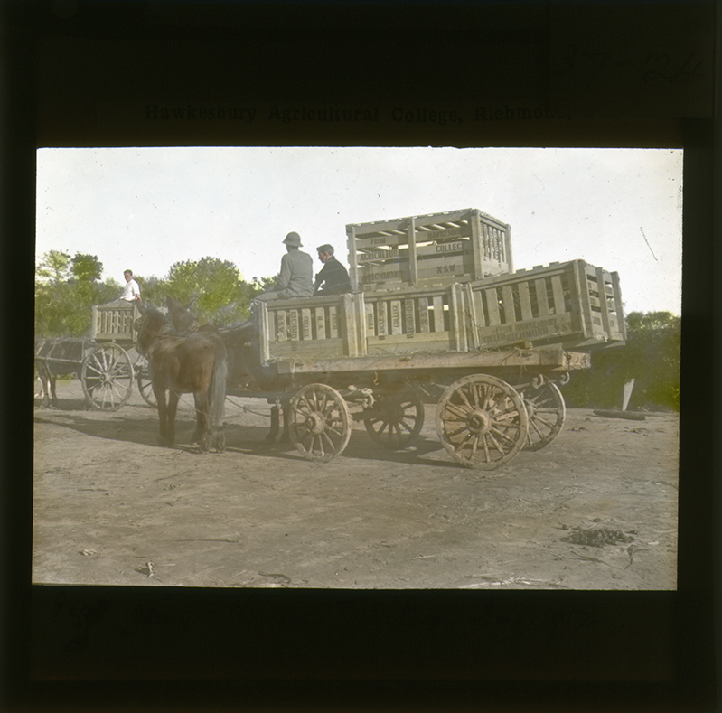Pigs in crates aboard a horse drawn carts for transport to the Northern Territory