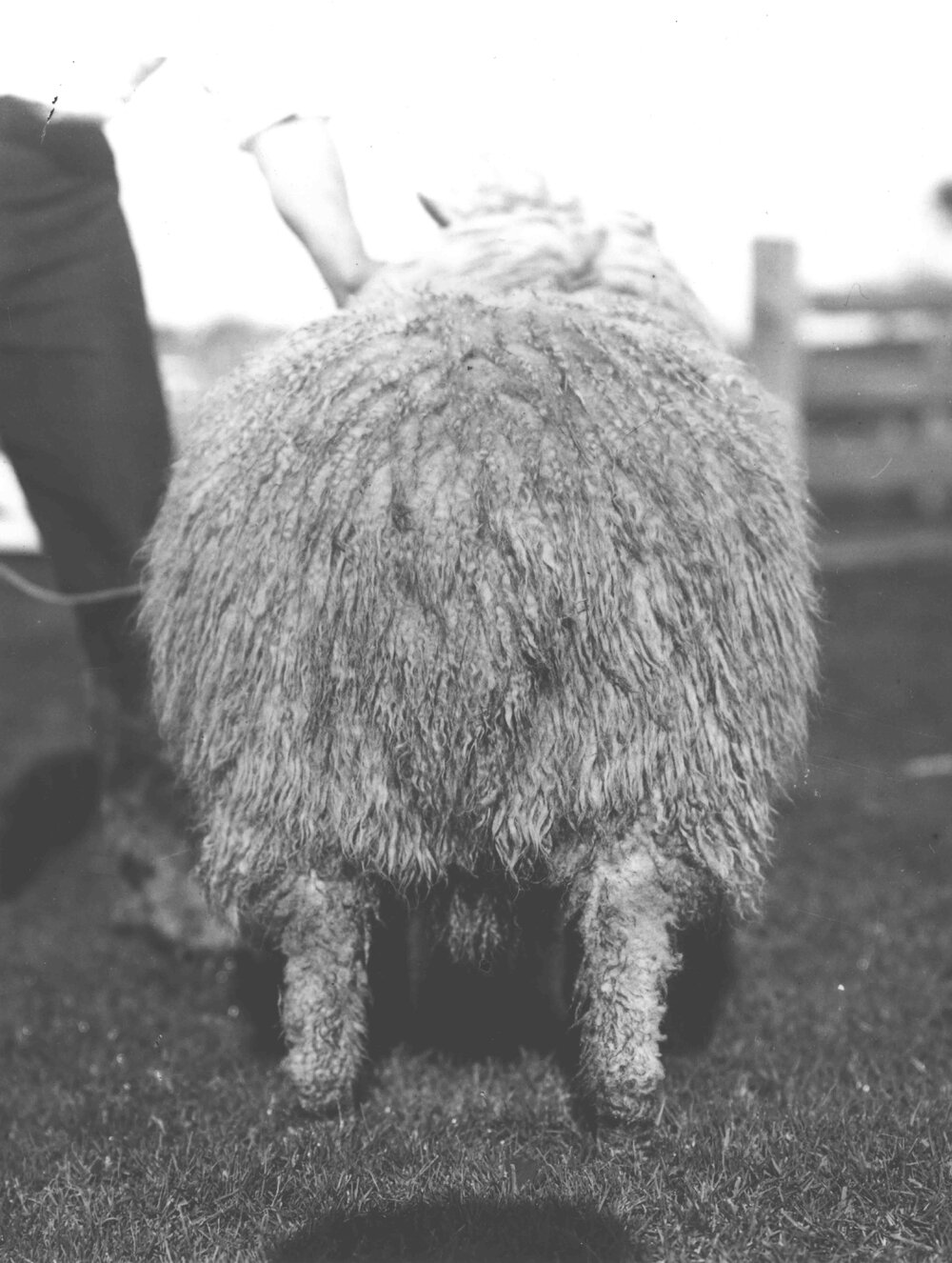 Sheep - Romney Marsh breed, showing the fleece [Hawkesbury Agricultural College (HAC)]