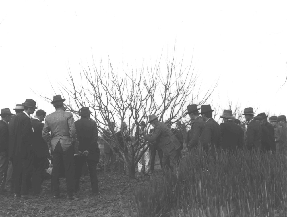 Winter School for Farmers, 1916 - Student farmers observing a demonstration in the Orchard [Hawkesbury Agricultural College (HAC)]