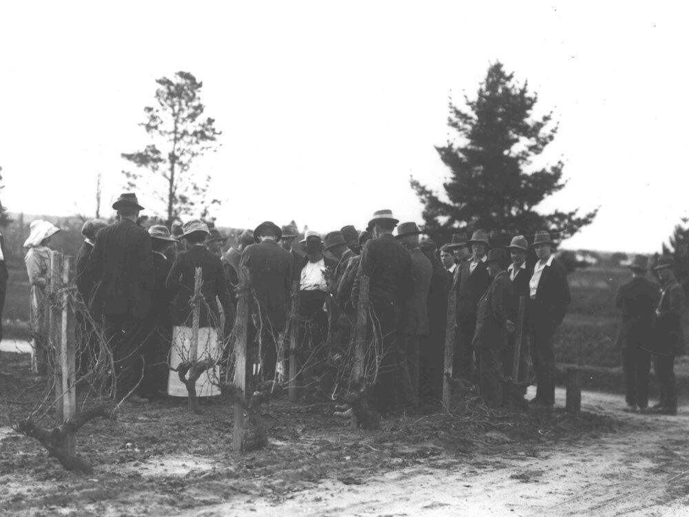Winter School for Farmers, June 1916 - student farmers watching a demonstration in the vineyard [Hawkesbury Agricultural College (HAC)]