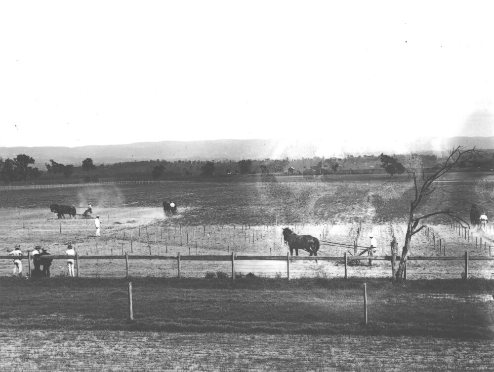 Practical Examination in the Use of the Cultivator - Students ploughing with one and two horse teams [Hawkesbury Agricultural College (HAC)]