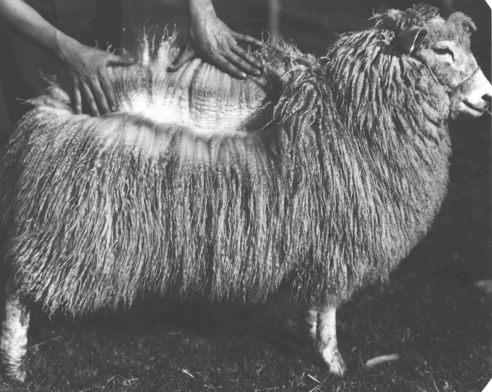 Sheep - Romney Marsh breed, showing the fleece [Hawkesbury Agricultural College (HAC)]