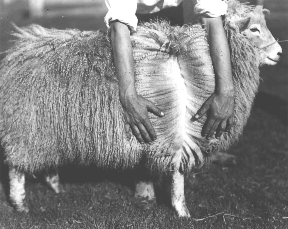 Sheep - Romney Marsh breed, showing the fleece [Hawkesbury Agricultural College (HAC)]