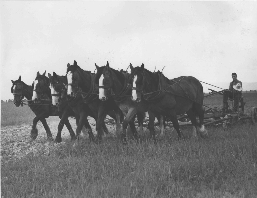 Student ploughing a field with a six-horse team [Hawkesbury Agricultural College (HAC)]