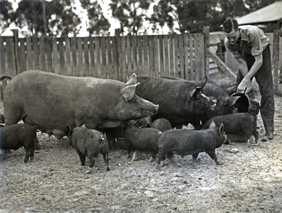 Piggery - Student feeding sows and their litters [Hawkesbury Agricultural College (HAC)]