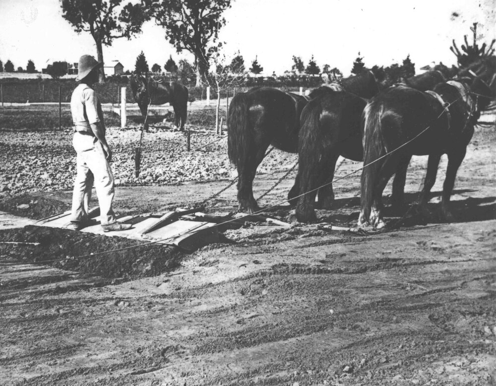 A student instructed in the use of the buckscraper in levelling land - with a three horse team [Hawkesbury Agricultural College (HAC)]