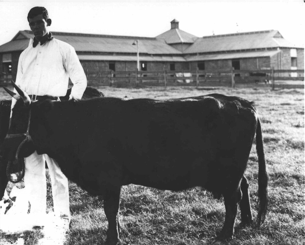 Cow with student standing behind and cow bails in the background [Hawkesbury Agricultural College (HAC)]