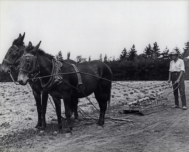 Student working a two-mule team - pulling a harrows on slide [Hawkesbury Agricultural College (HAC)]