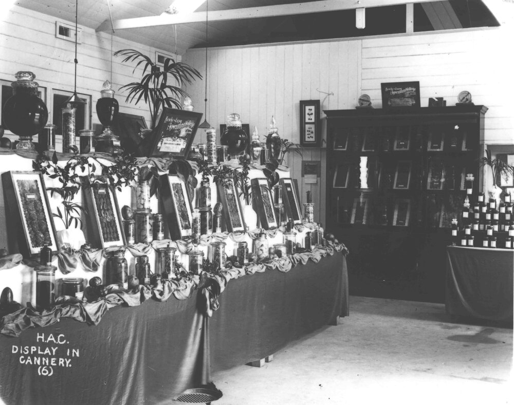 Exhibit of dried and bottled fruits in the Cannery [Hawkesbury Agricultural College (HAC)]