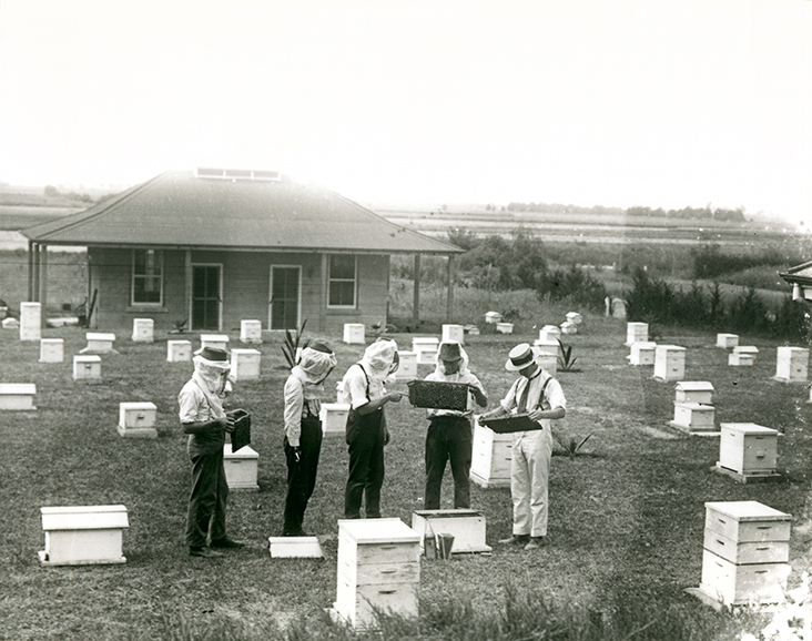 Apiary building, beehives, G Smith (far right) &amp; students [Hawkesbury Agricultural College (HAC)]