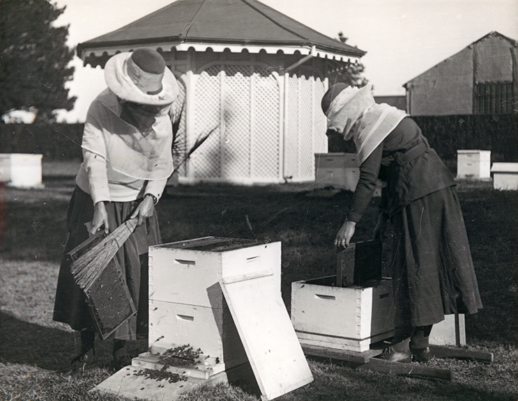 Apiary School - Women taking honeycomb frames from beehives [Hawkesbury Agricultural College (HAC)]