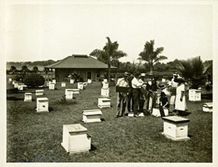 Apiary students examining honeycomb frames [Hawkesbury Agricultural College (HAC)] - Print 1 of 2 - Uncropped