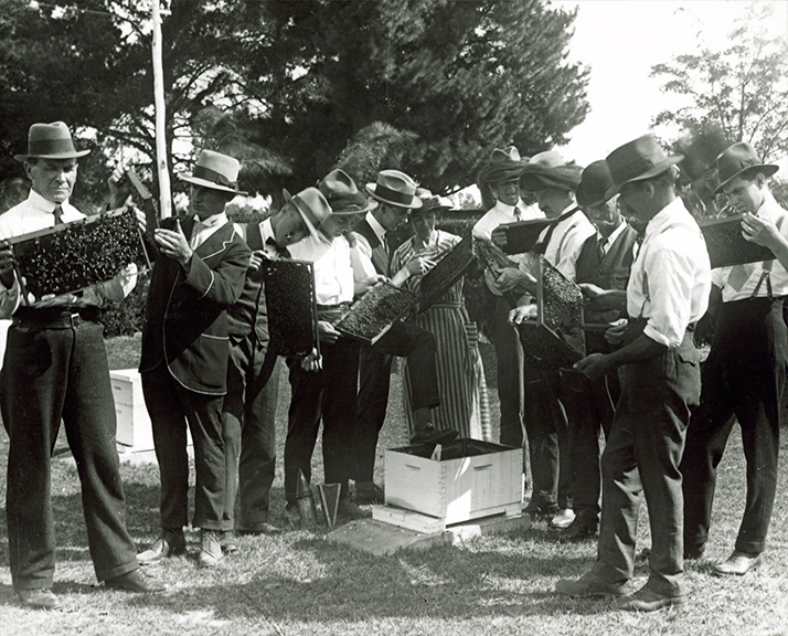 Apiary students examining beehive frames, bees on frames [Hawkesbury Agricultural College (HAC)]
