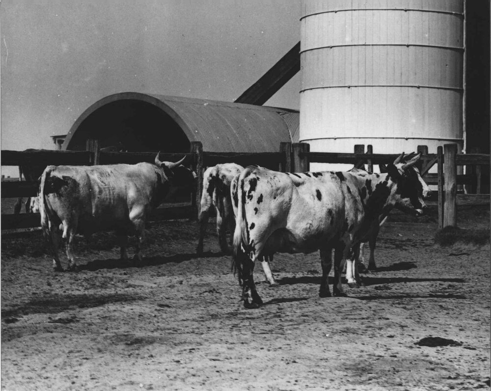 Ayrshire cows and bull, in yard adjacent to silos [Hawkesbury Agricultural College (HAC)]