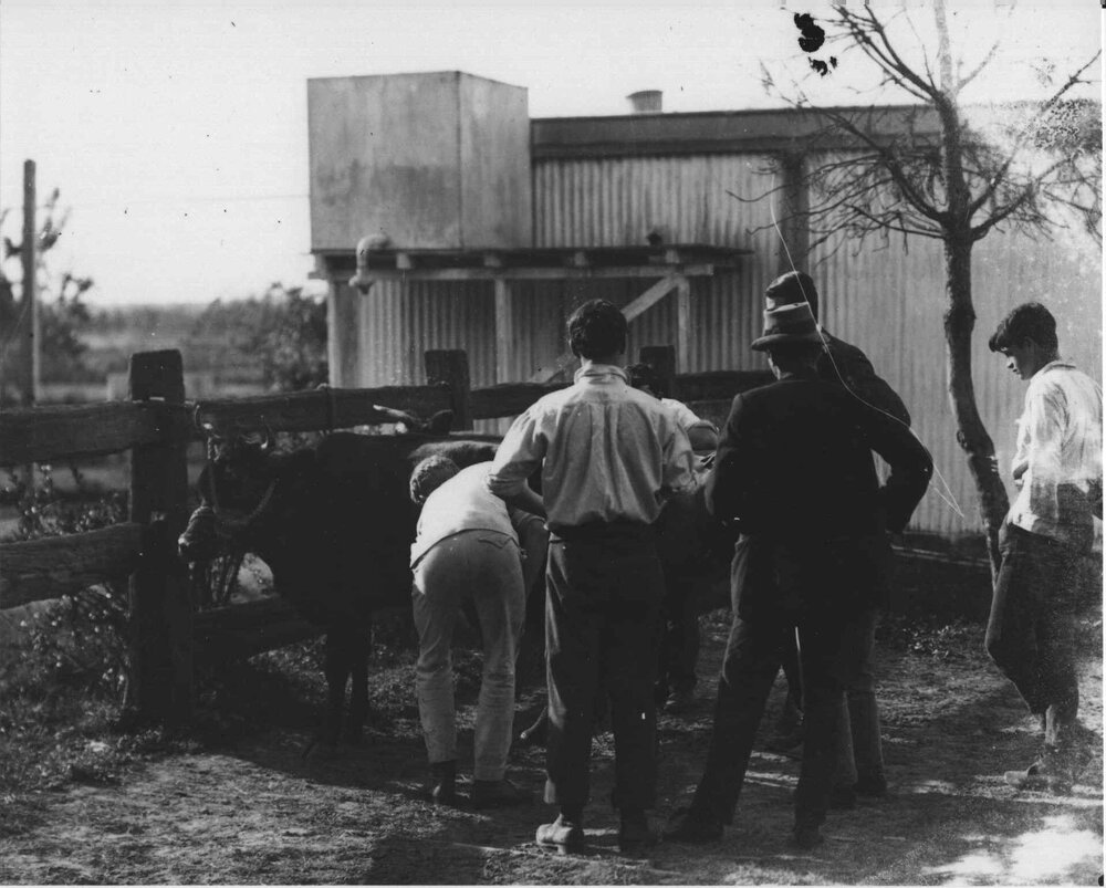 Calf shed and students [Hawkesbury Agricultural College (HAC)]