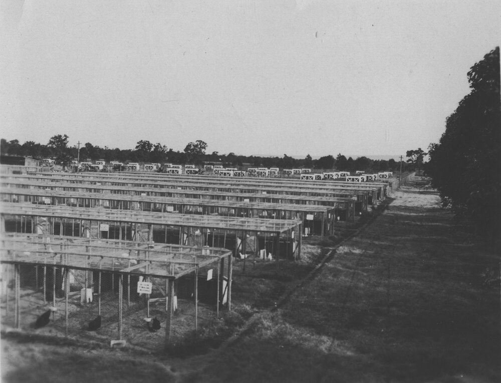 Egg laying competition pens [Hawkesbury Agricultural College (HAC)]