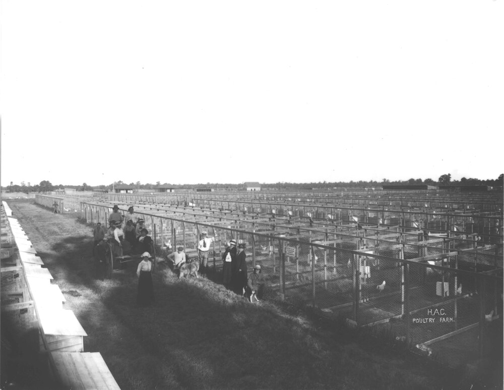Egg laying competition pens - owners of laying hens [Hawkesbury Agricultural College (HAC)]