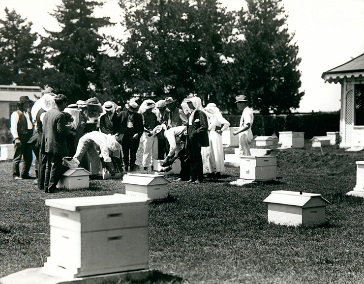 First Apiary School, January 1916 [Hawkesbury Agricultural College (HAC)]