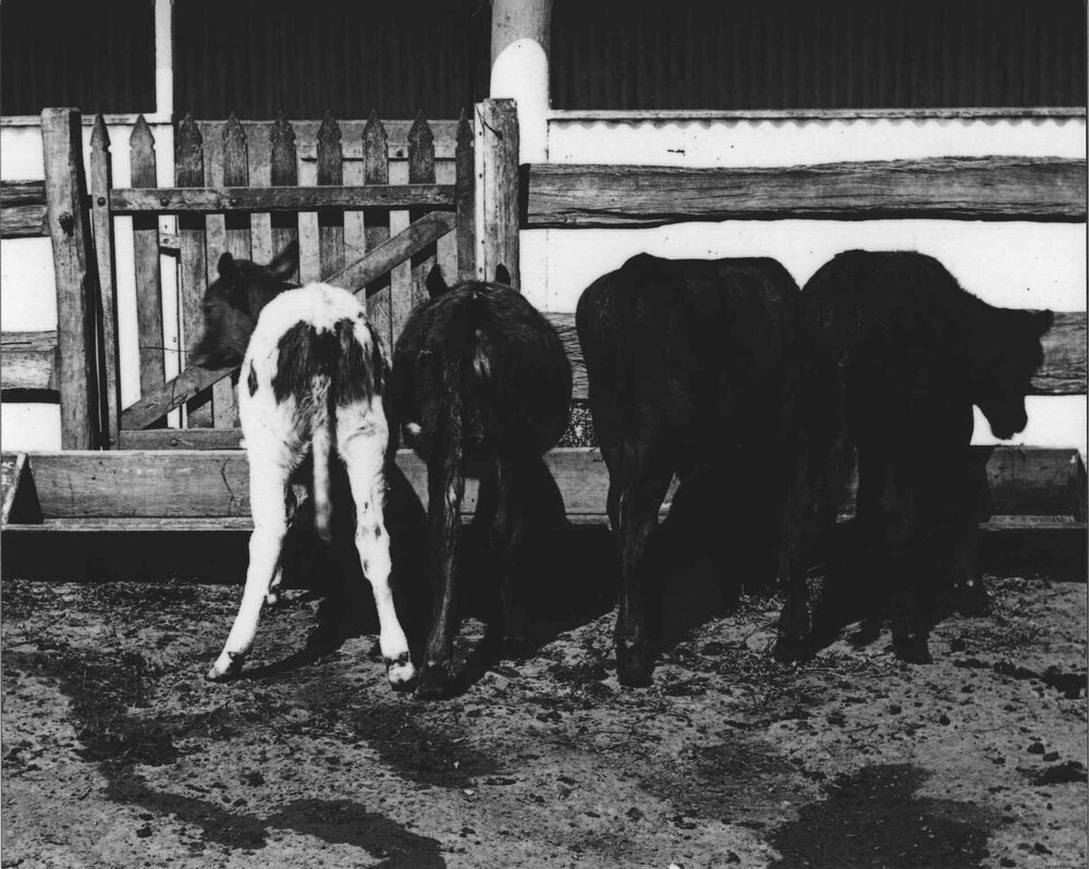 Four calves outside shed [Hawkesbury Agricultural College (HAC)]