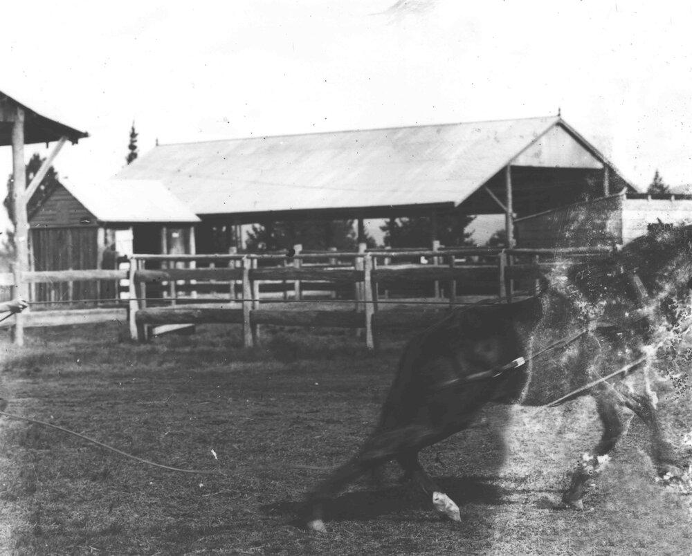Horse breaking (2 of 3) [Hawkesbury Agricultural College (HAC)]