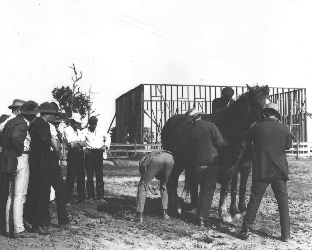 Horse examination - students examining a horse for soundness [Hawkesbury Agricultural College (HAC)]
