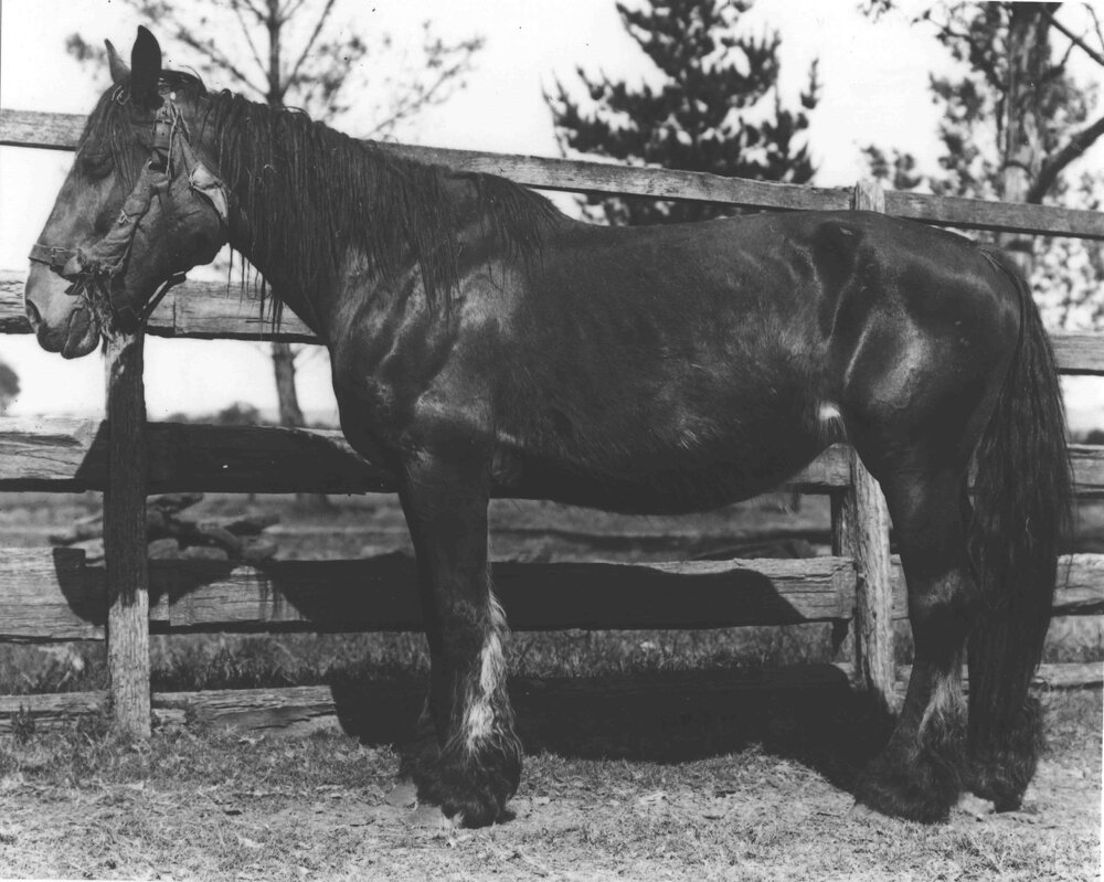 Horse in hospital yard [Hawkesbury Agricultural College (HAC)]