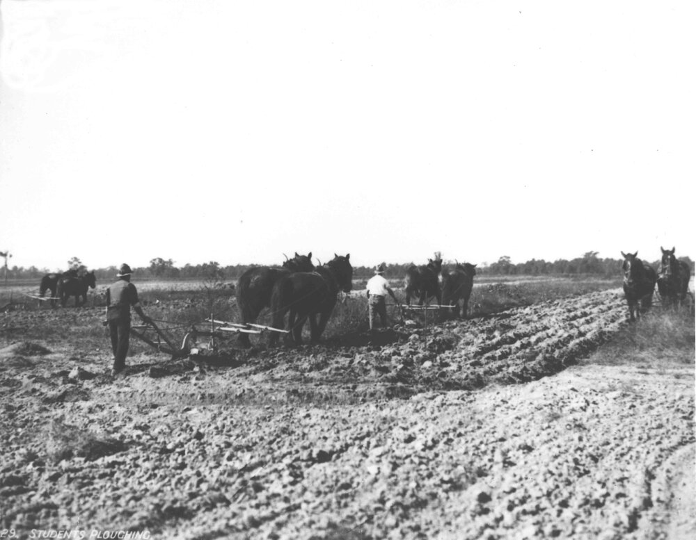 Ploughing - Students with two-horse teams [Hawkesbury Agricultural College (HAC)]