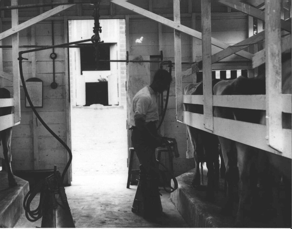 Eschelon Milking Shed (interior): Student attending to milking [Hawkesbury Agricultural College (HAC)]