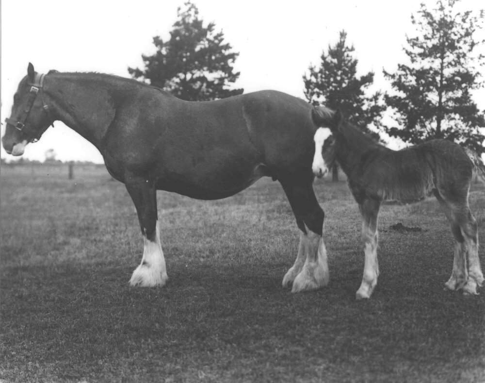 Mare 'Esmer' and foal in paddock [Hawkesbury Agricultural College (HAC)]