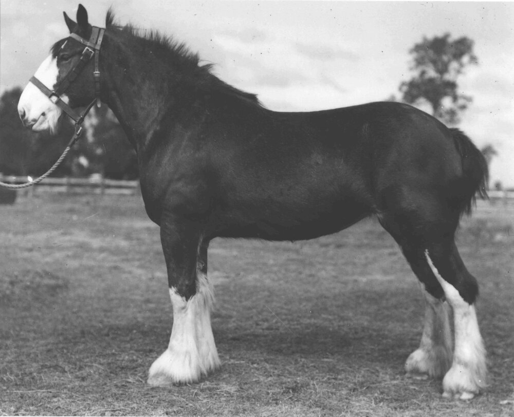 Mare 'Ostia' in paddock [Hawkesbury Agricultural College (HAC)]