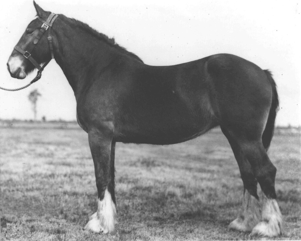 Mare 'Mystery' in paddock [Hawkesbury Agricultural College (HAC)]