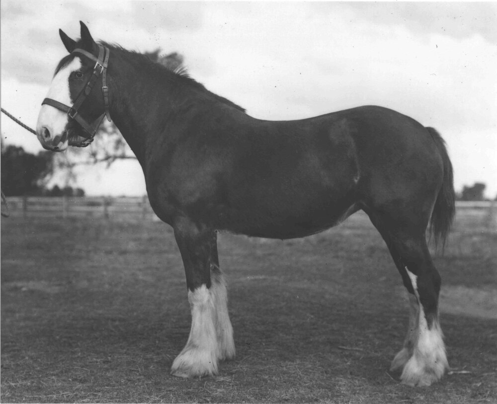 Mare 'Torrs Baroness' in paddock [Hawkesbury Agricultural College (HAC)]
