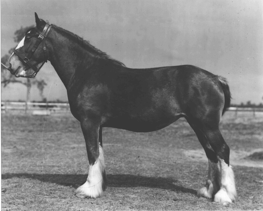 Mare 'Woodhall Eclipse' in paddock [Hawkesbury Agricultural College (HAC)]