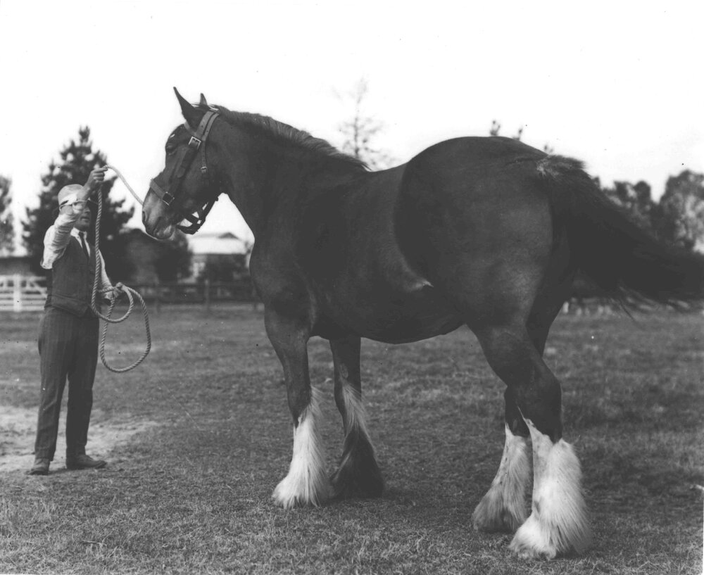 Mare 'Woodhall Eclipse' in paddock with handler [Hawkesbury Agricultural College (HAC)]