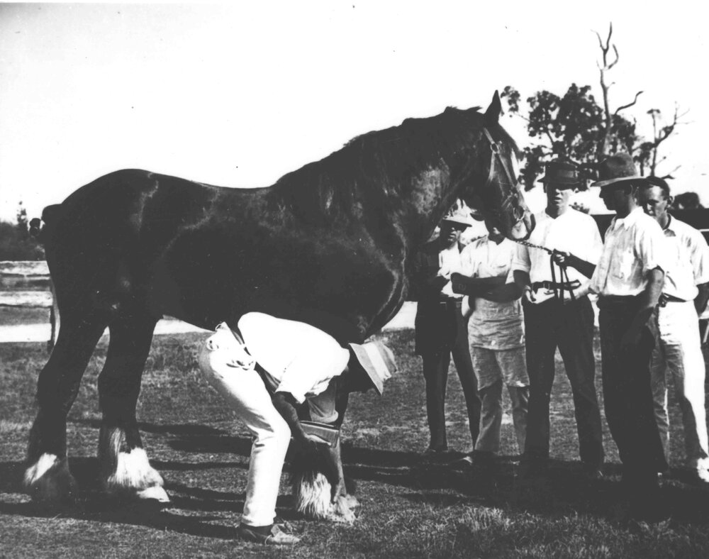 Examination of horses for soundness (print 1 of 7) [Hawkesbury Agricultural College (HAC)]